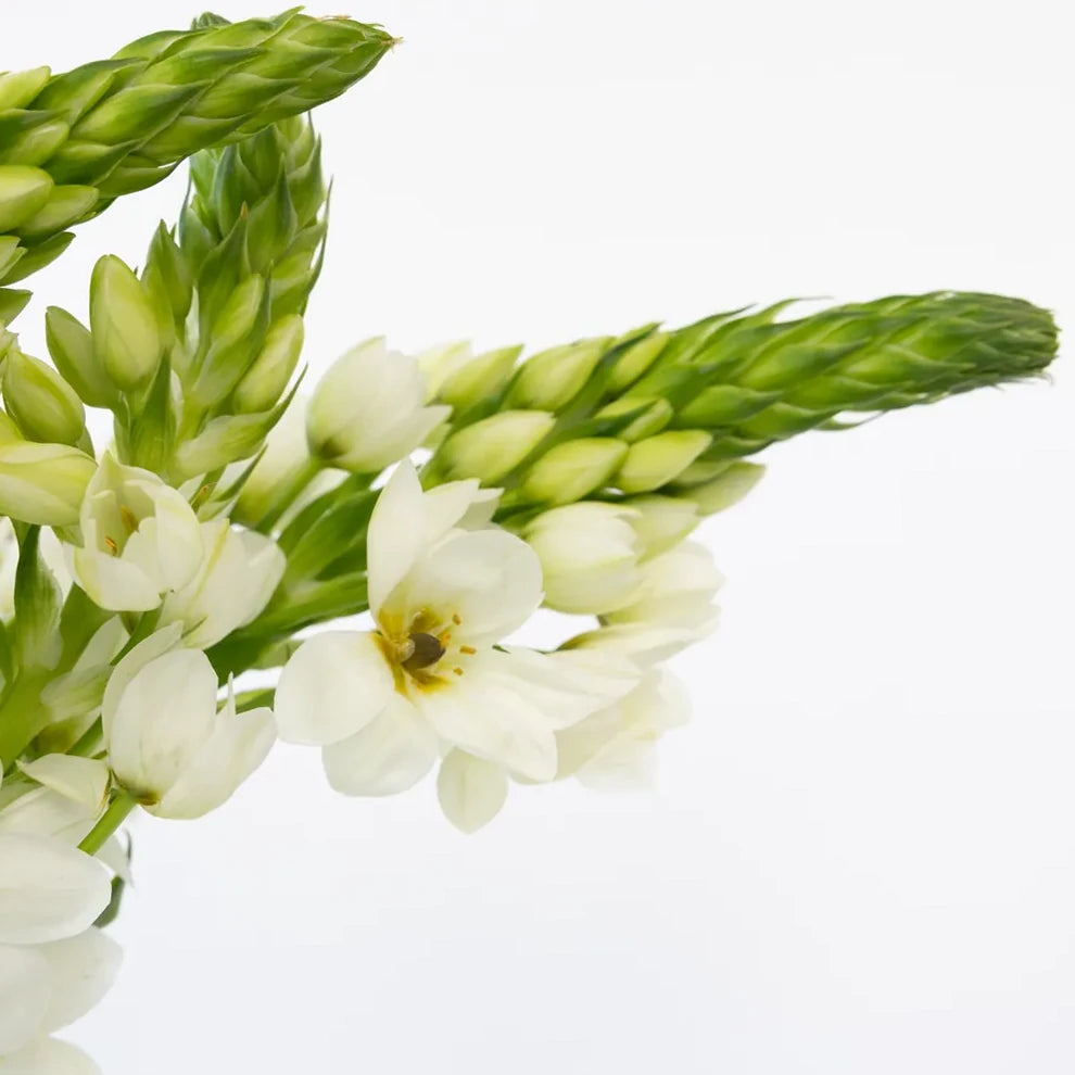 White Star of Bethlehem - alternative 2