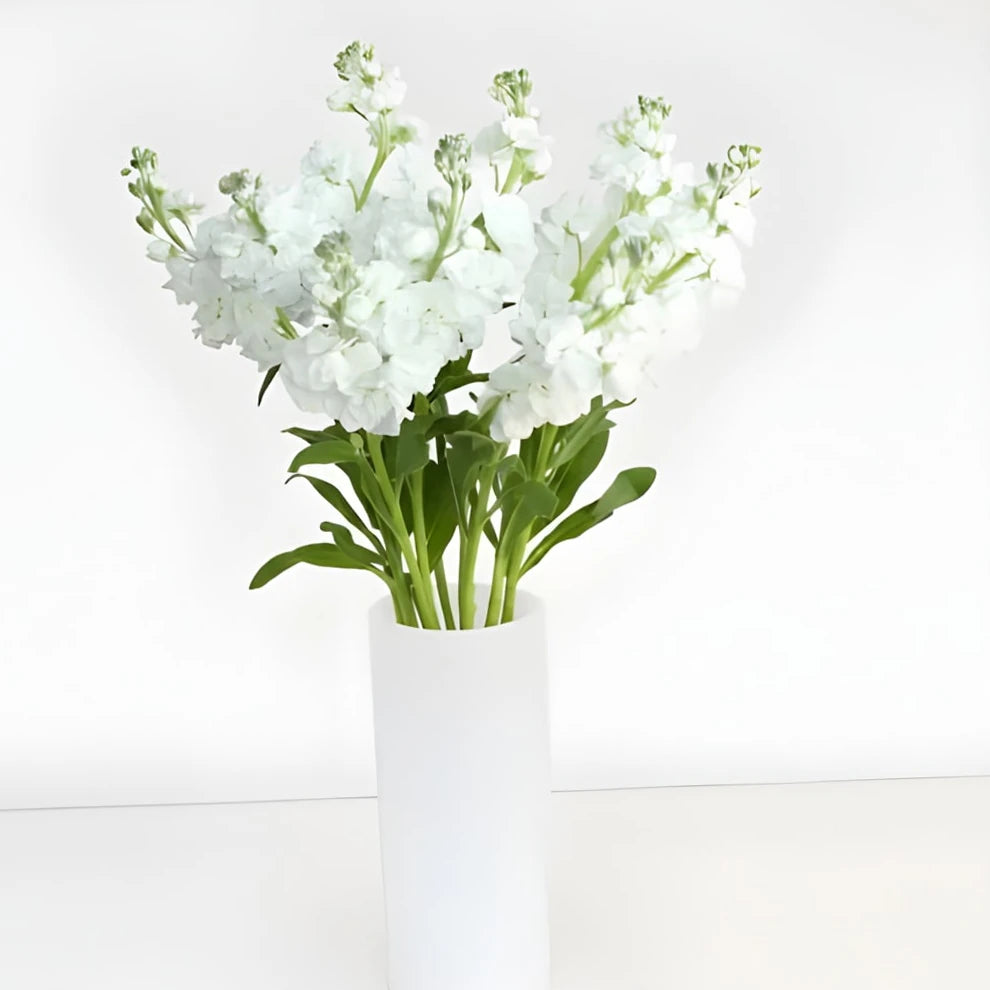 White Stock Regular - alternative 1