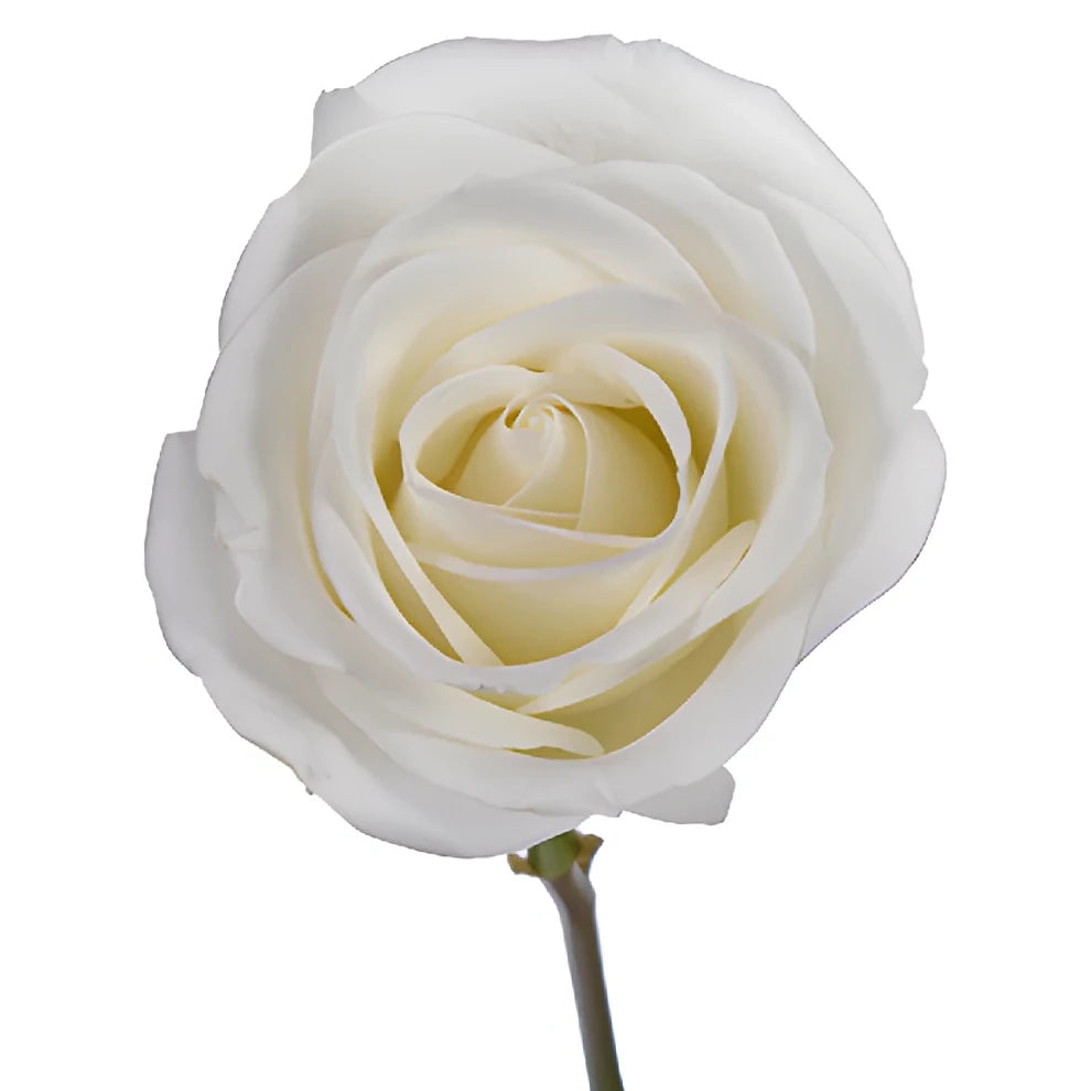 White Tibet Roses Standard - alternative 7