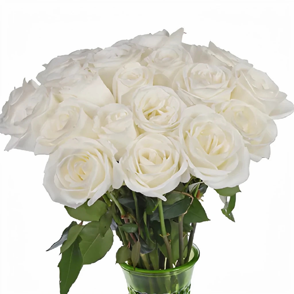 White Tibet Roses Standard - alternative 4