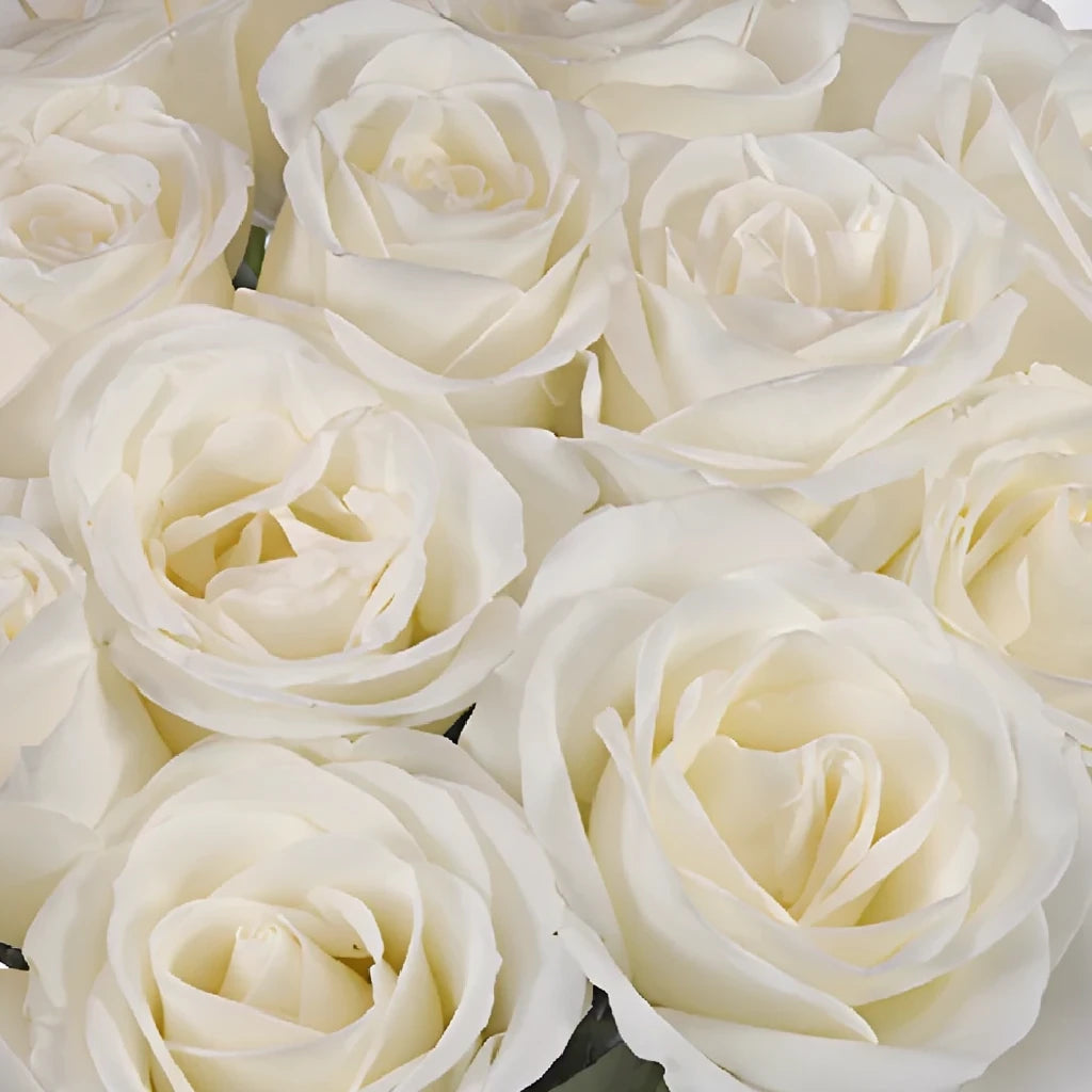 White Tibet Roses Standard - alternative 6