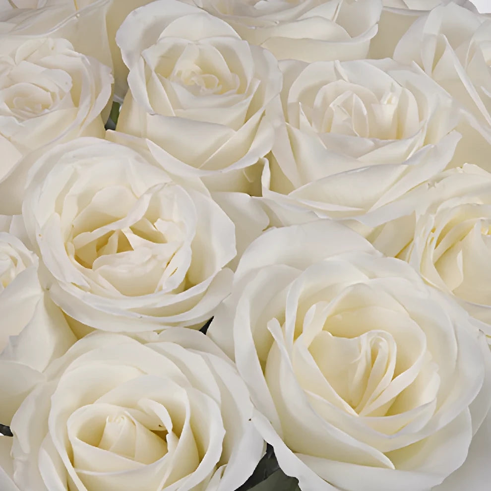 White Tibet Roses Standard - alternative 3