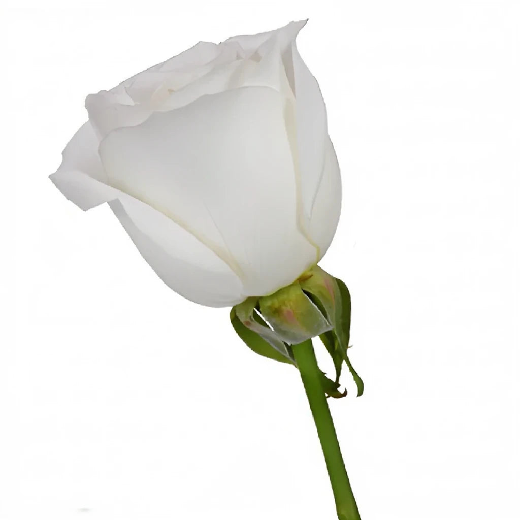 White Tibet Roses Standard - alternative 5