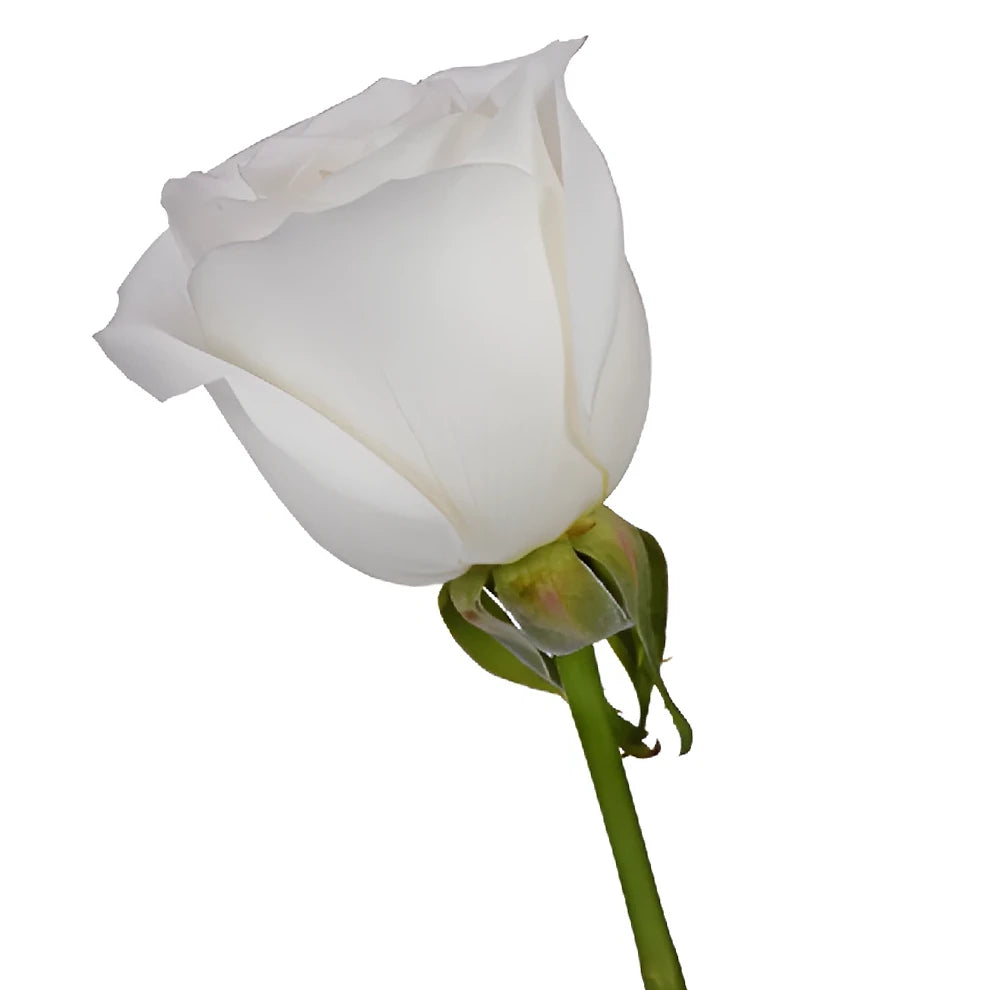 White Tibet Roses Standard - alternative 1