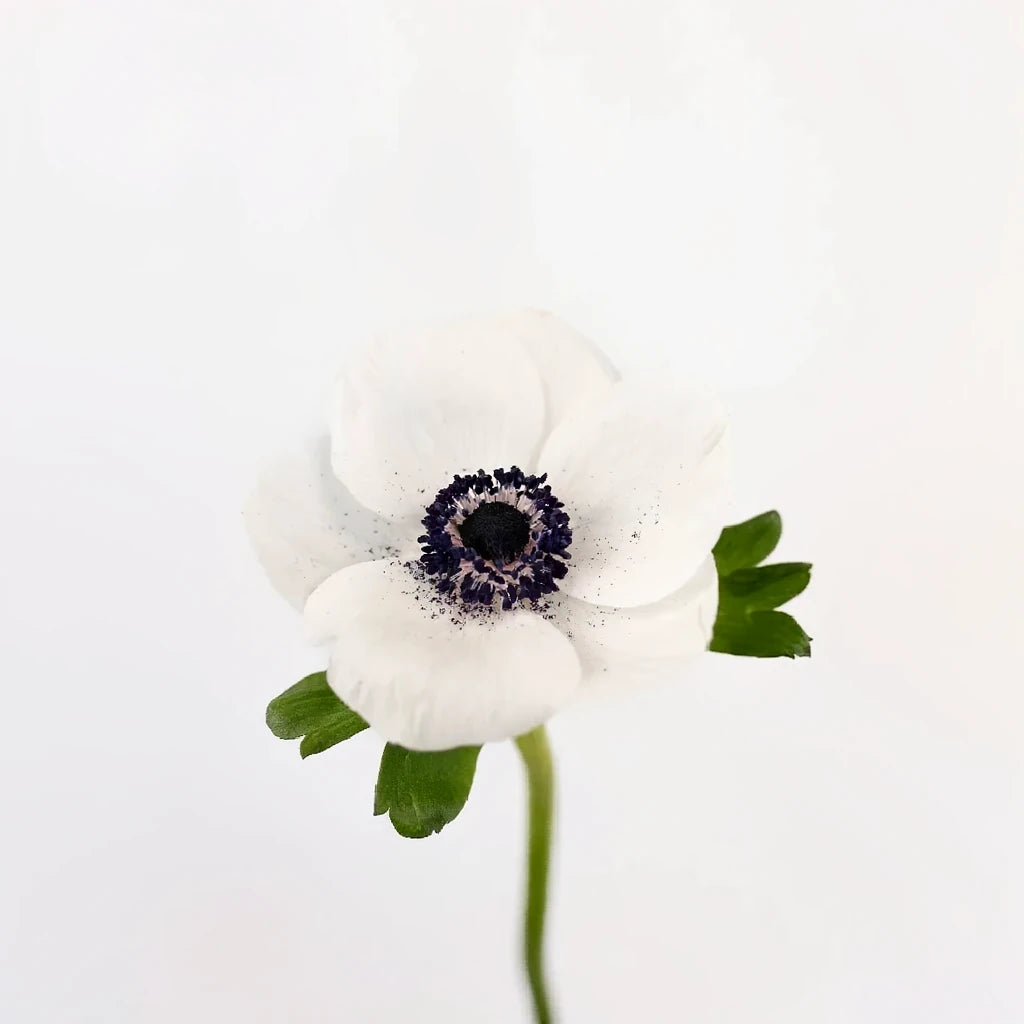 White Anemones - alternative 2