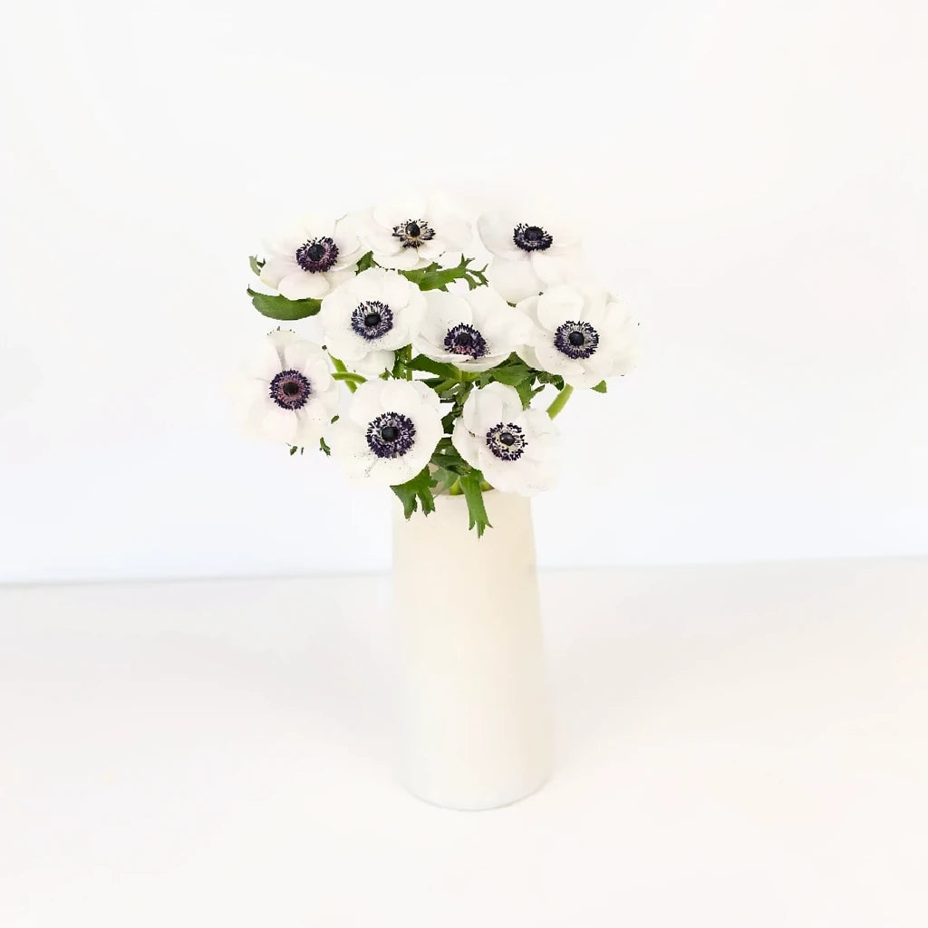 White Anemones - main