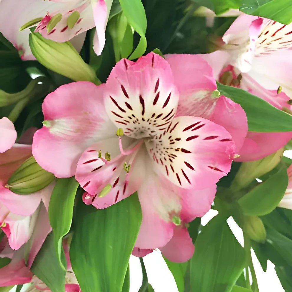 Pink Alstroemeria - alternative 1