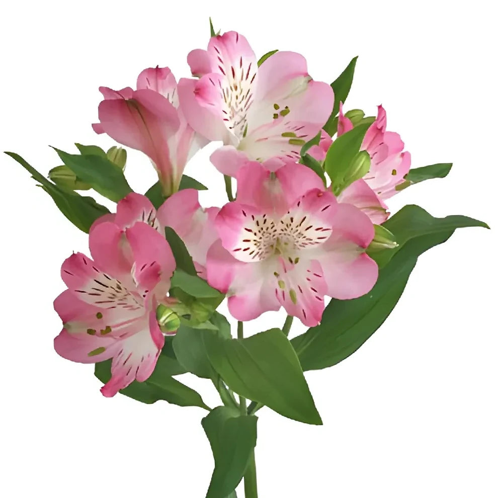 Pink Alstroemeria - main
