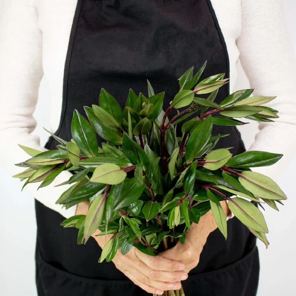 Hebes Greenery - alternative 3
