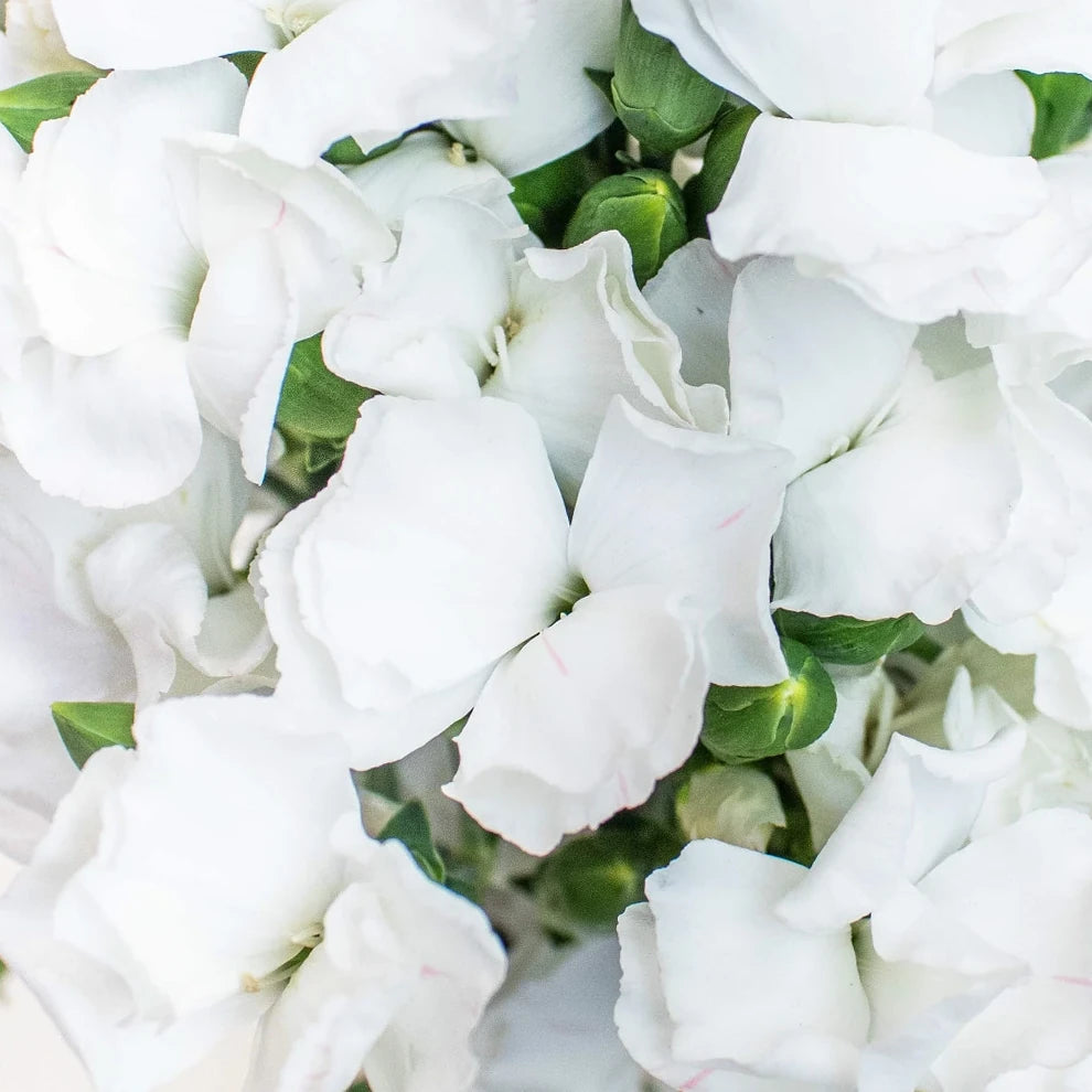 Solomio White Dianthus - alternative 2