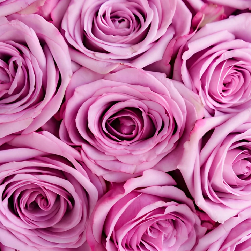 Cool Water Roses Standard - main