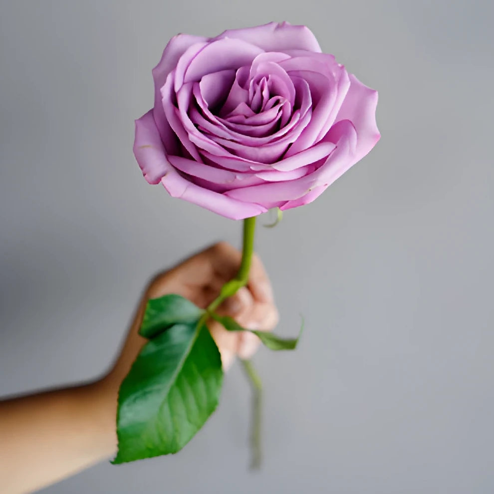 Lavender Cool Water Roses Standard - alternative 2
