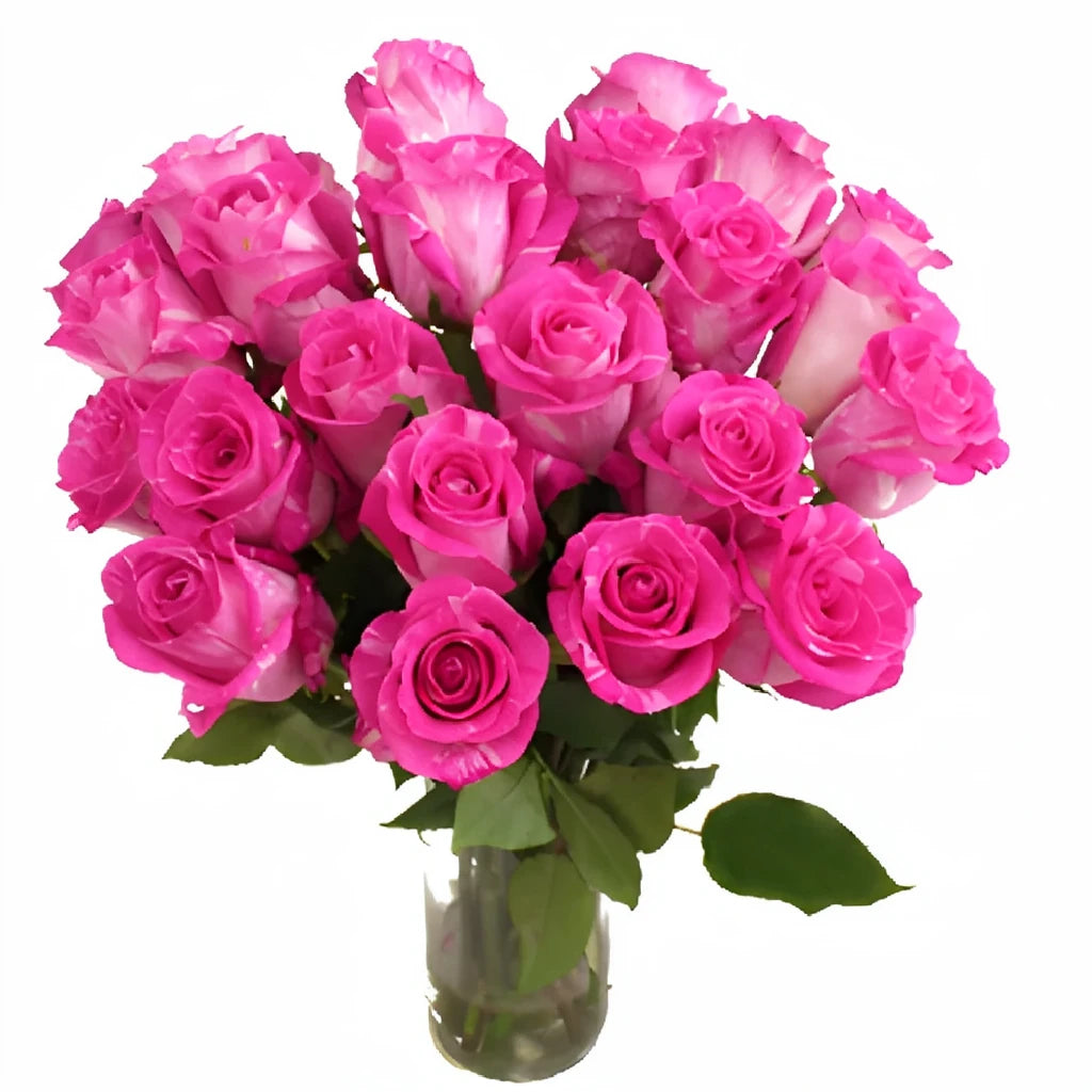 Wild One Roses Standard - alternative 3