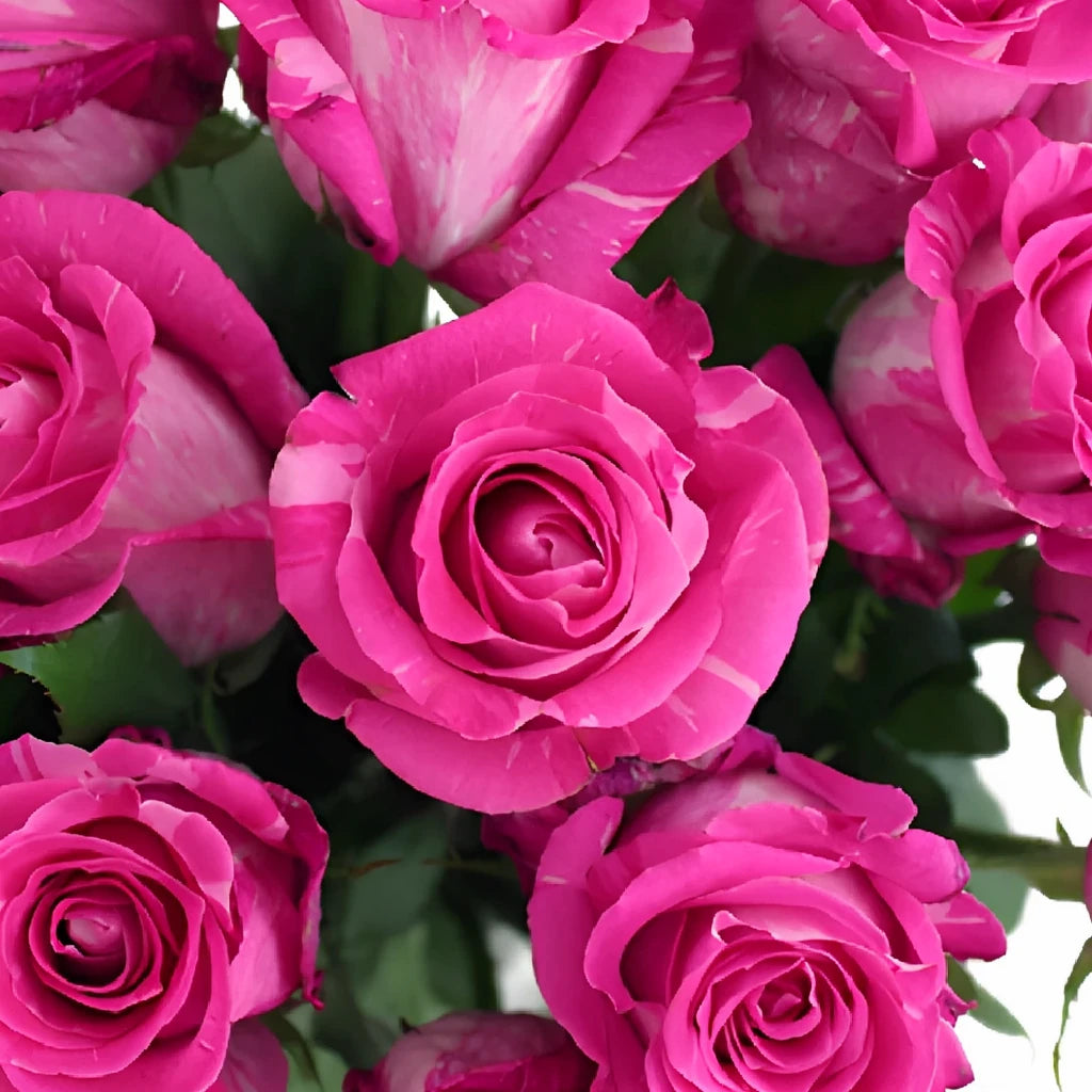 Wild One Roses Standard - main