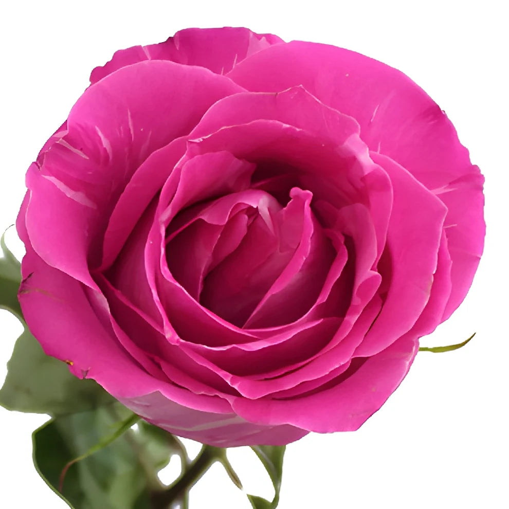 Wild One Roses Standard - alternative 1