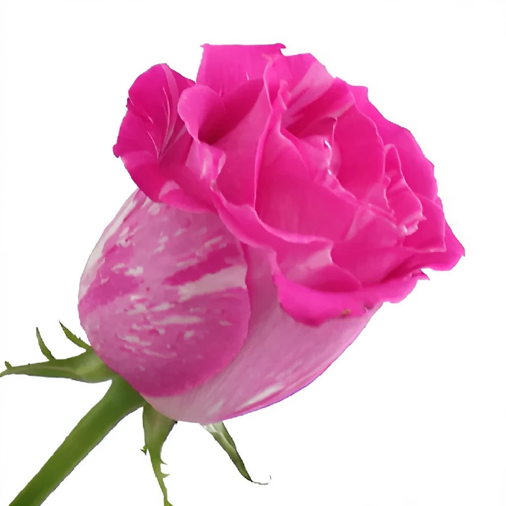 Wild One Roses Standard - alternative 2