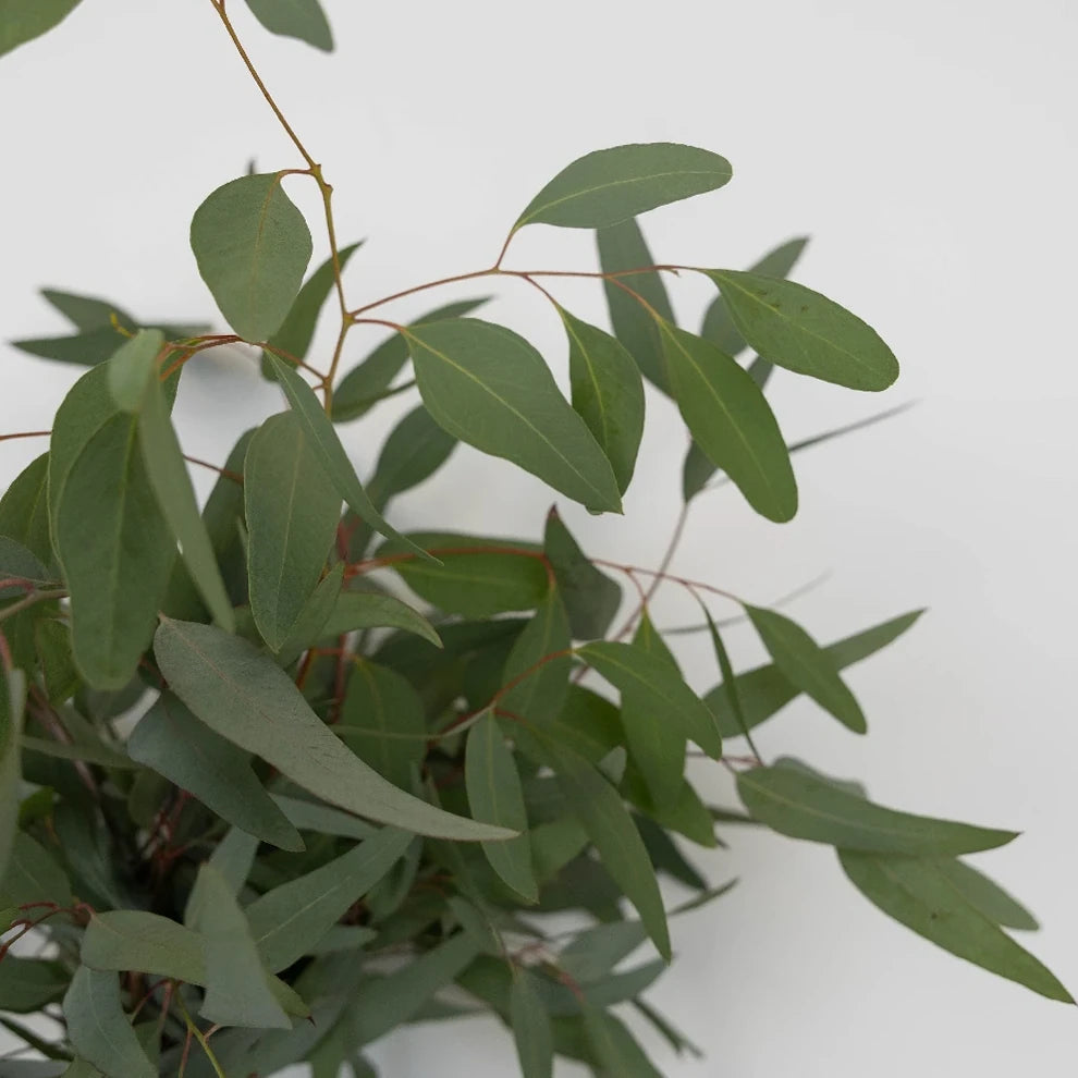 Eucalyptus Willow Greenery - alternative 2
