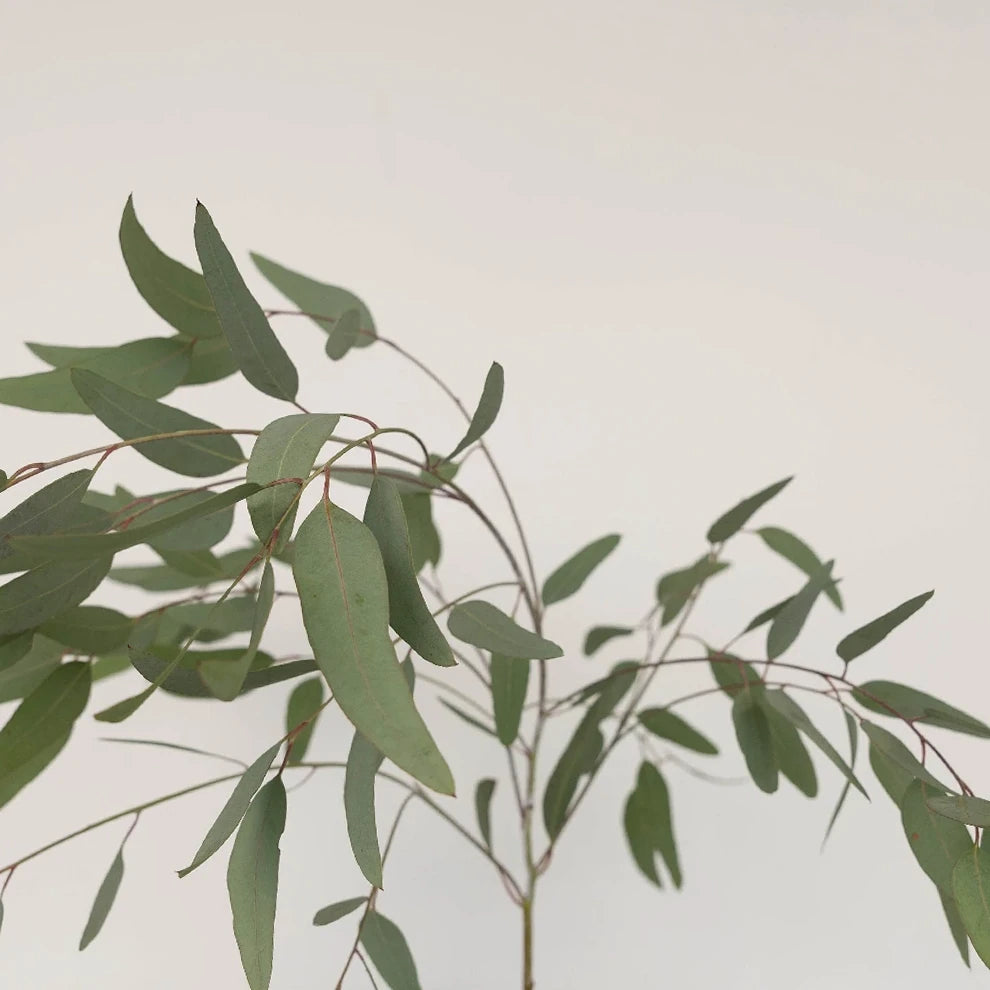 Eucalyptus Willow Greenery - main