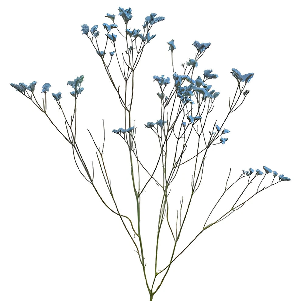 Blue Limonium - alternative 2