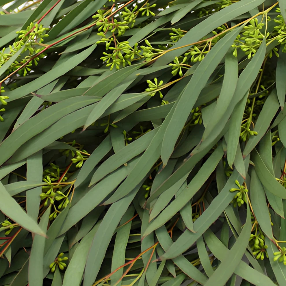 Eucalyptus Willow Seeded Greenery - alternative 3