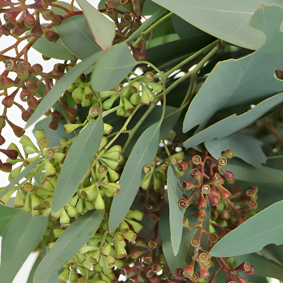 Eucalyptus Willow Seeded Greenery - alternative 5