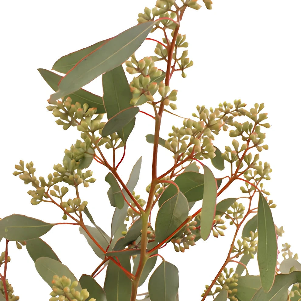 Eucalyptus Willow Seeded Greenery - alternative 1
