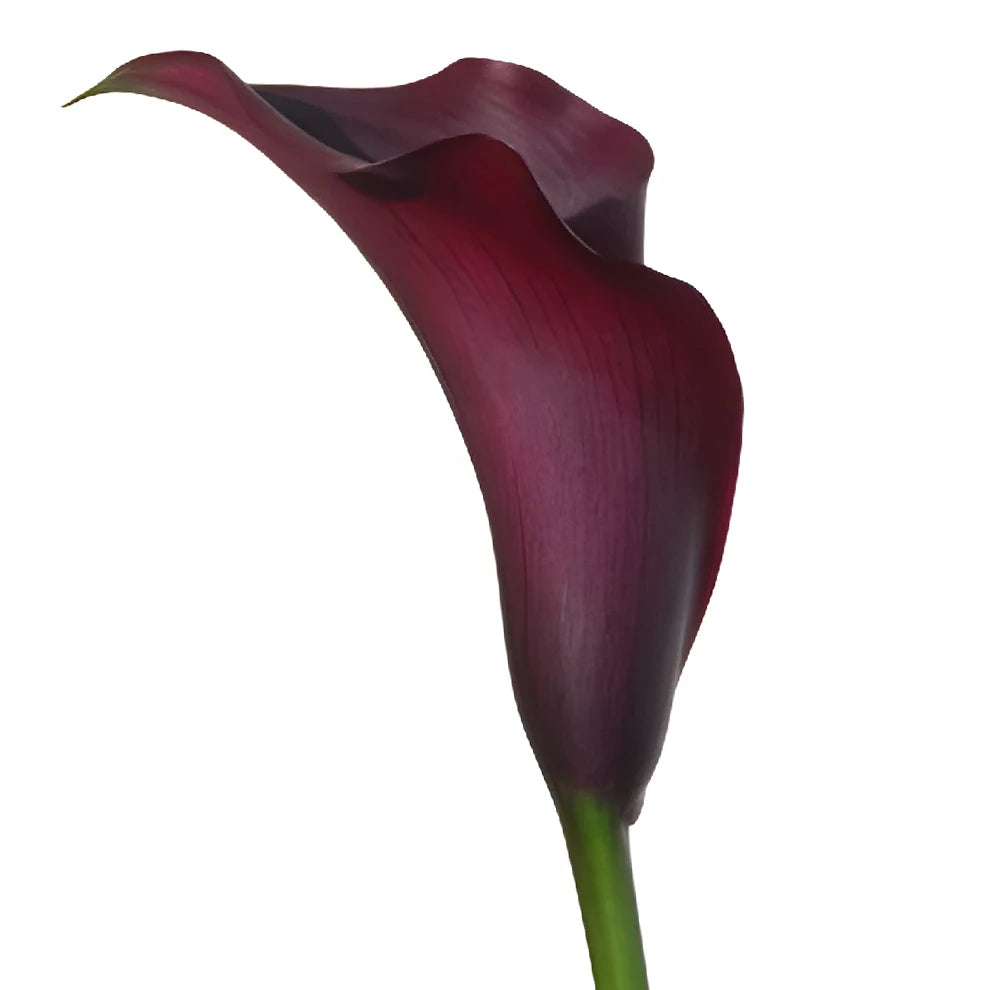 Dark Captain Romance Calla Lily Mini - alternative 4