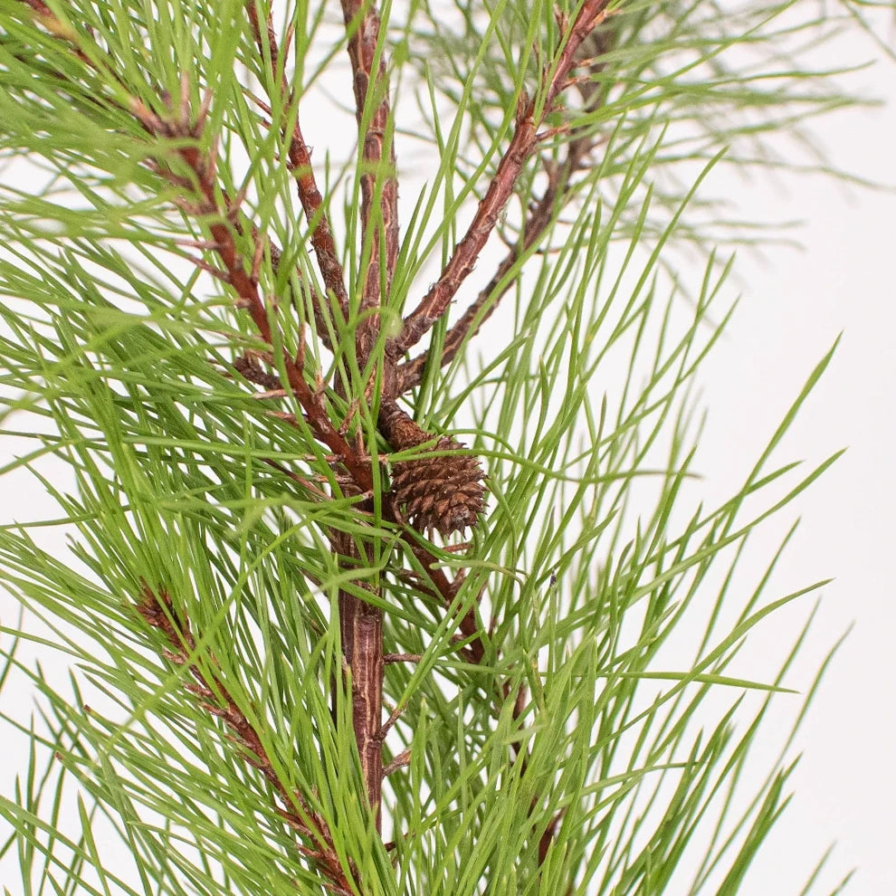White Pine Tips Greenery - alternative 1