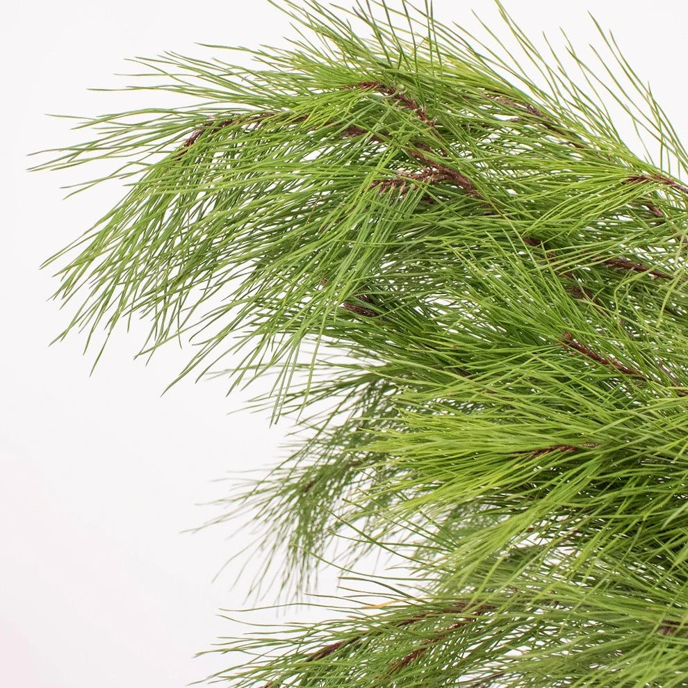 Florida Pine Greenery - alternative 3