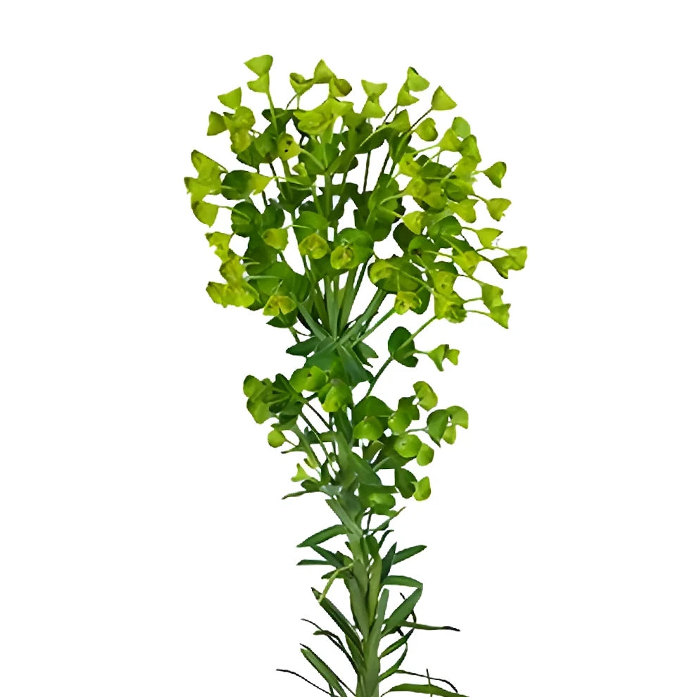 Euphorbia Wolfini Greenery - main