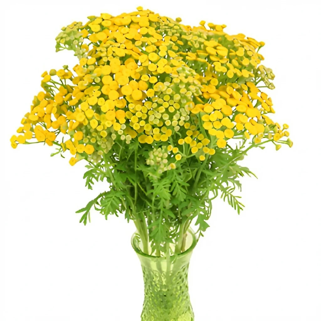 Tansy Yarrow - main