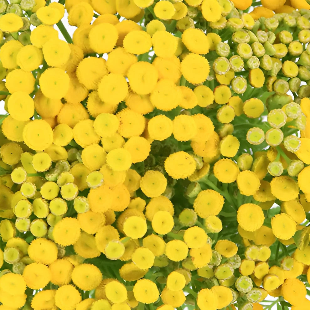 Tansy Yarrow - alternative 1