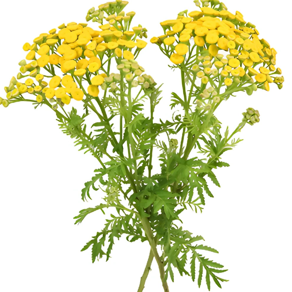 Tansy Yarrow - alternative 2