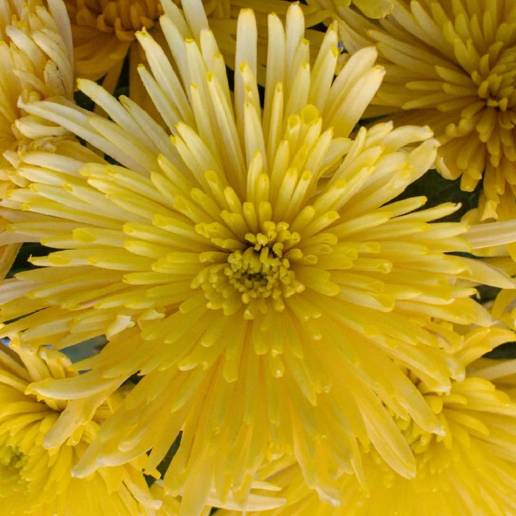 Yellow Spider Mums - alternative 2