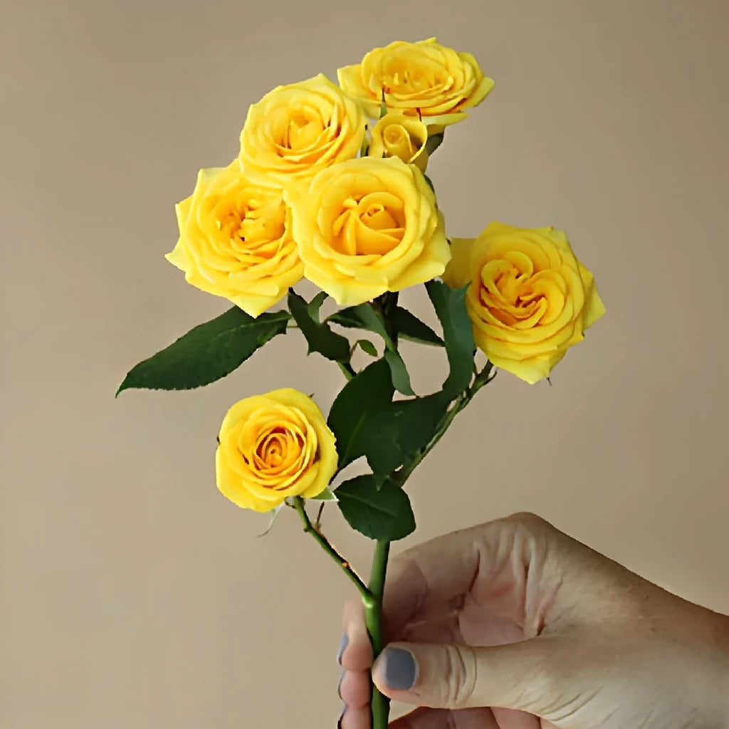 Yellow Babe Roses Spray - main