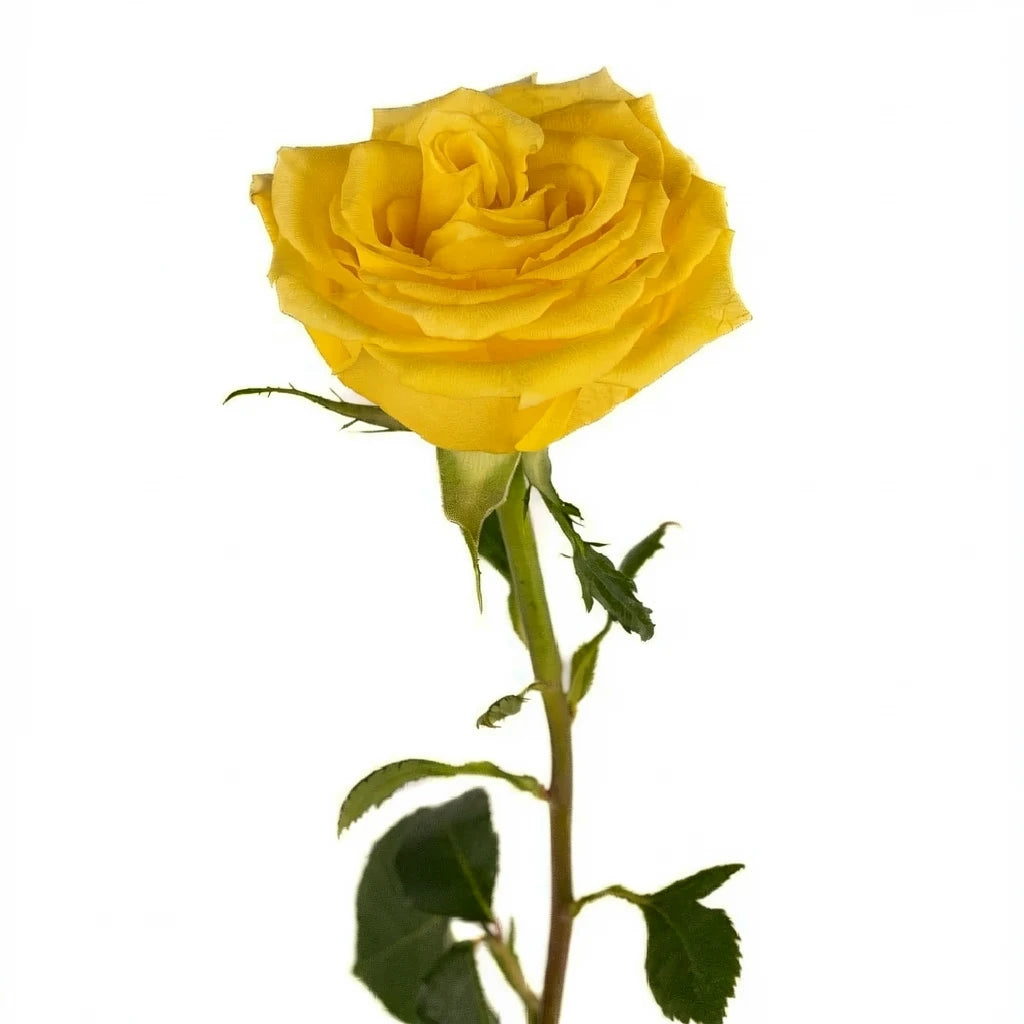Bikini Roses Standard - alternative 1