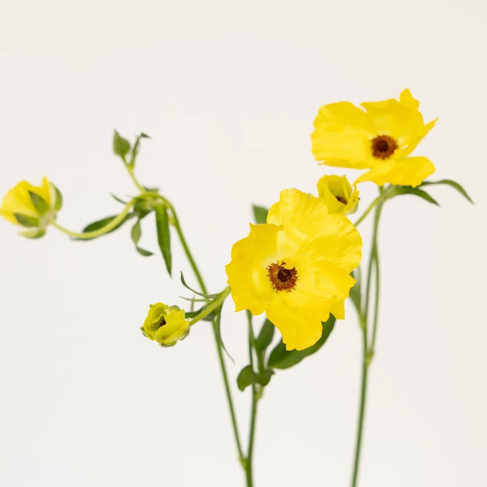 Yellow Butterfly Ranunculus - Yellow - main