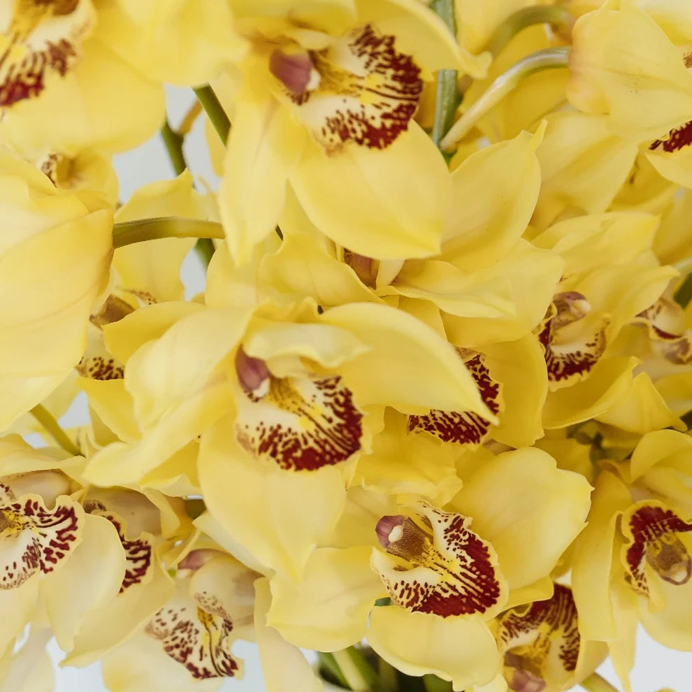 Yellow Orchids Mini Cymbidium - alternative 1