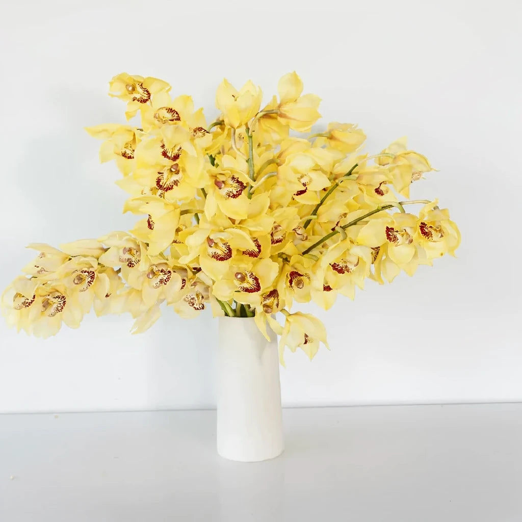 Yellow Orchids Cymbidium - alternative 1