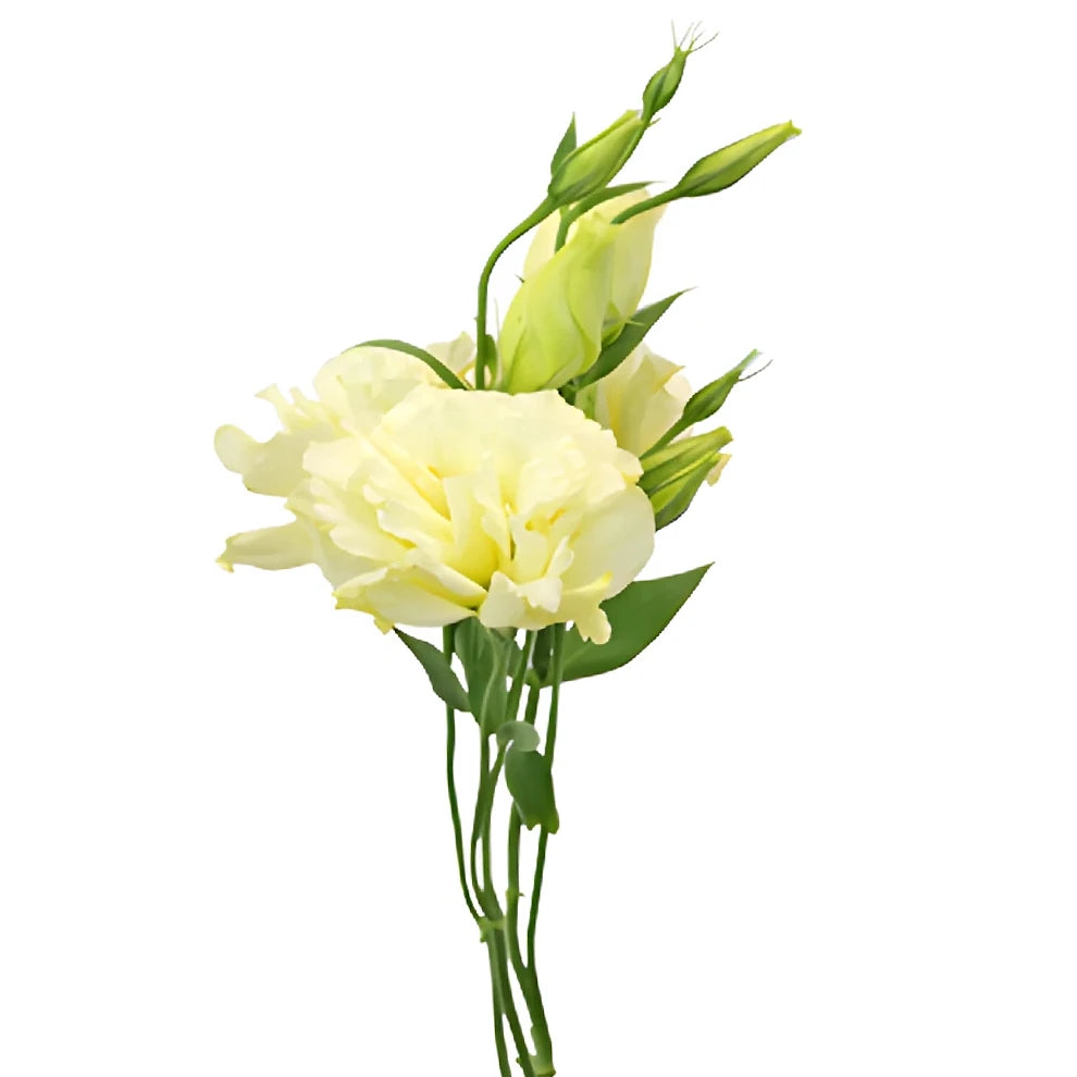 Yellow Lisianthus - alternative 1