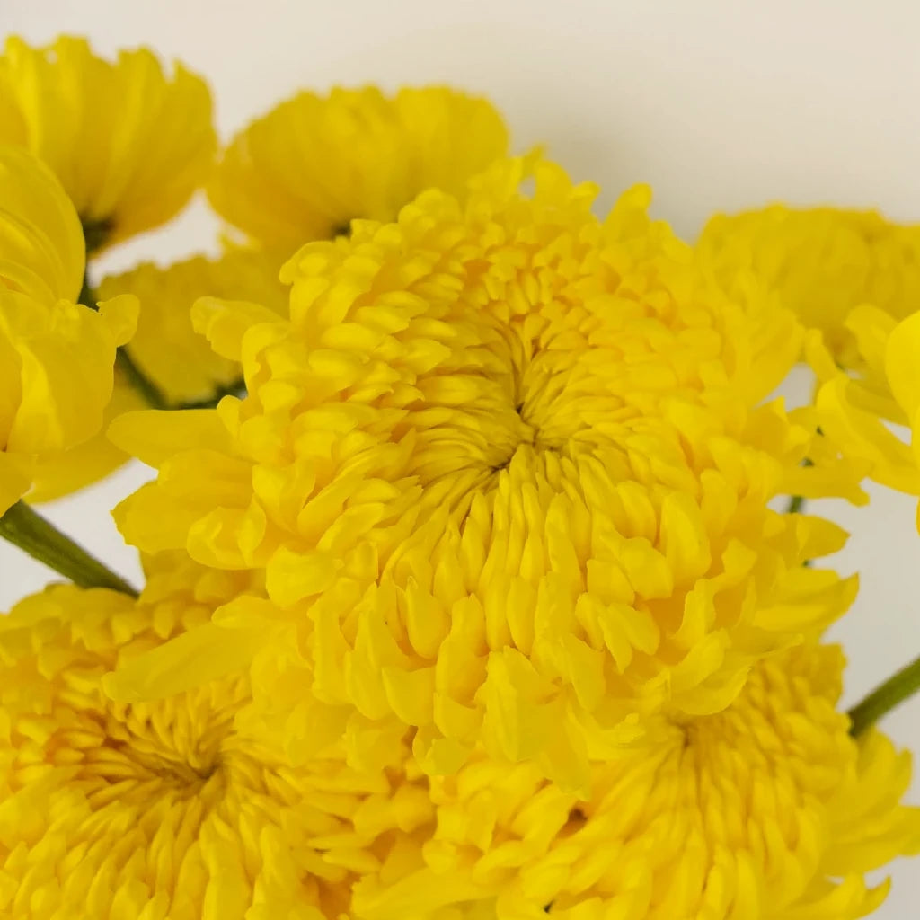 Yellow Football Mums - main