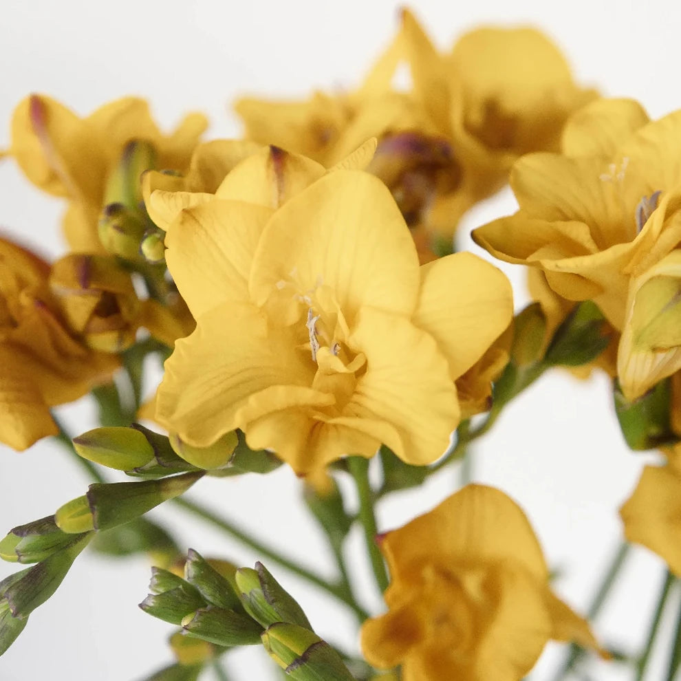 Mustard Freesia - alternative 1