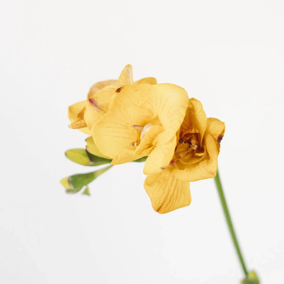 Mustard Freesia - main