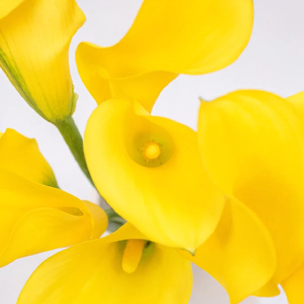 Sunshine Yellow Calla Lily Mini - alternative 1