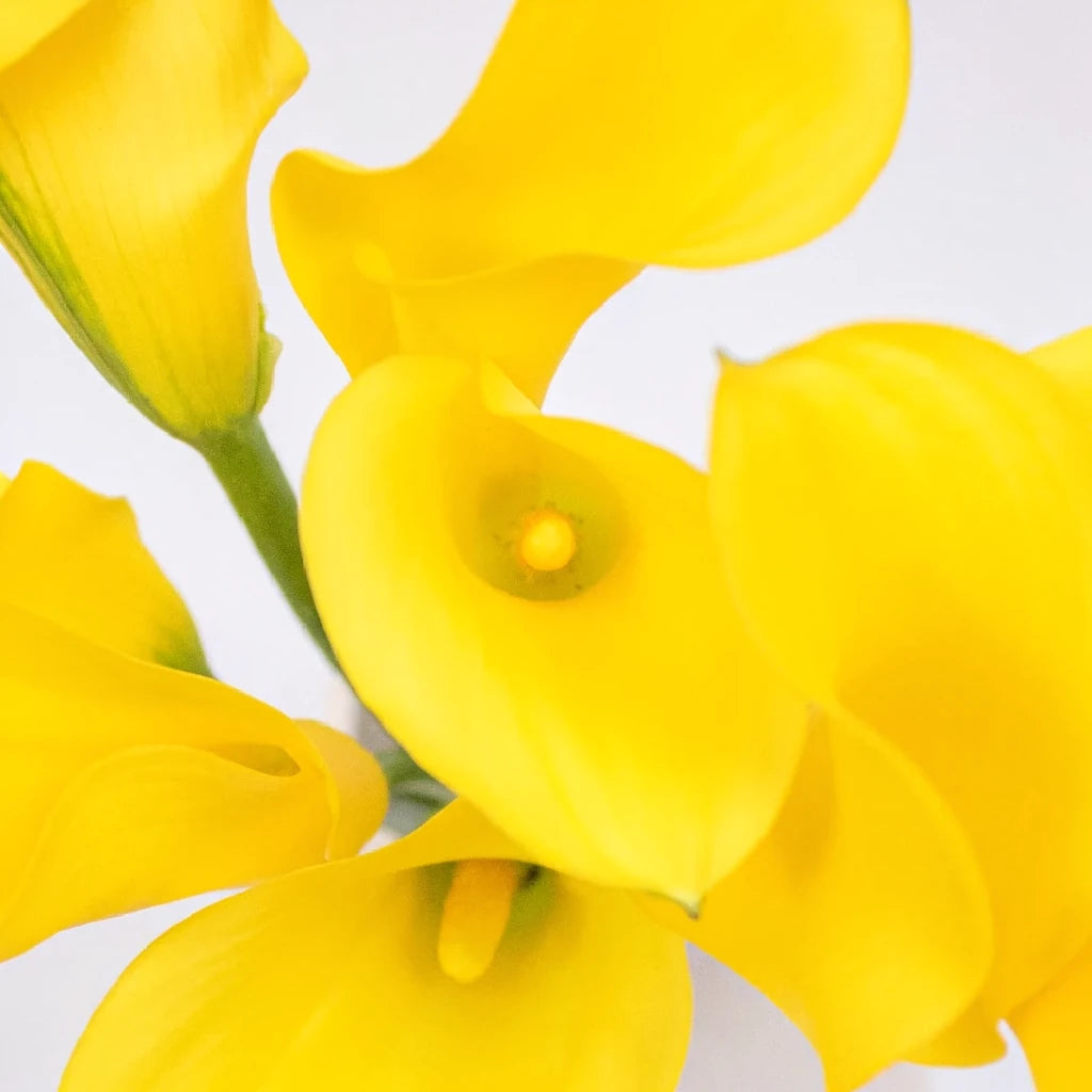 Yellow Calla Lily Mini - alternative 3
