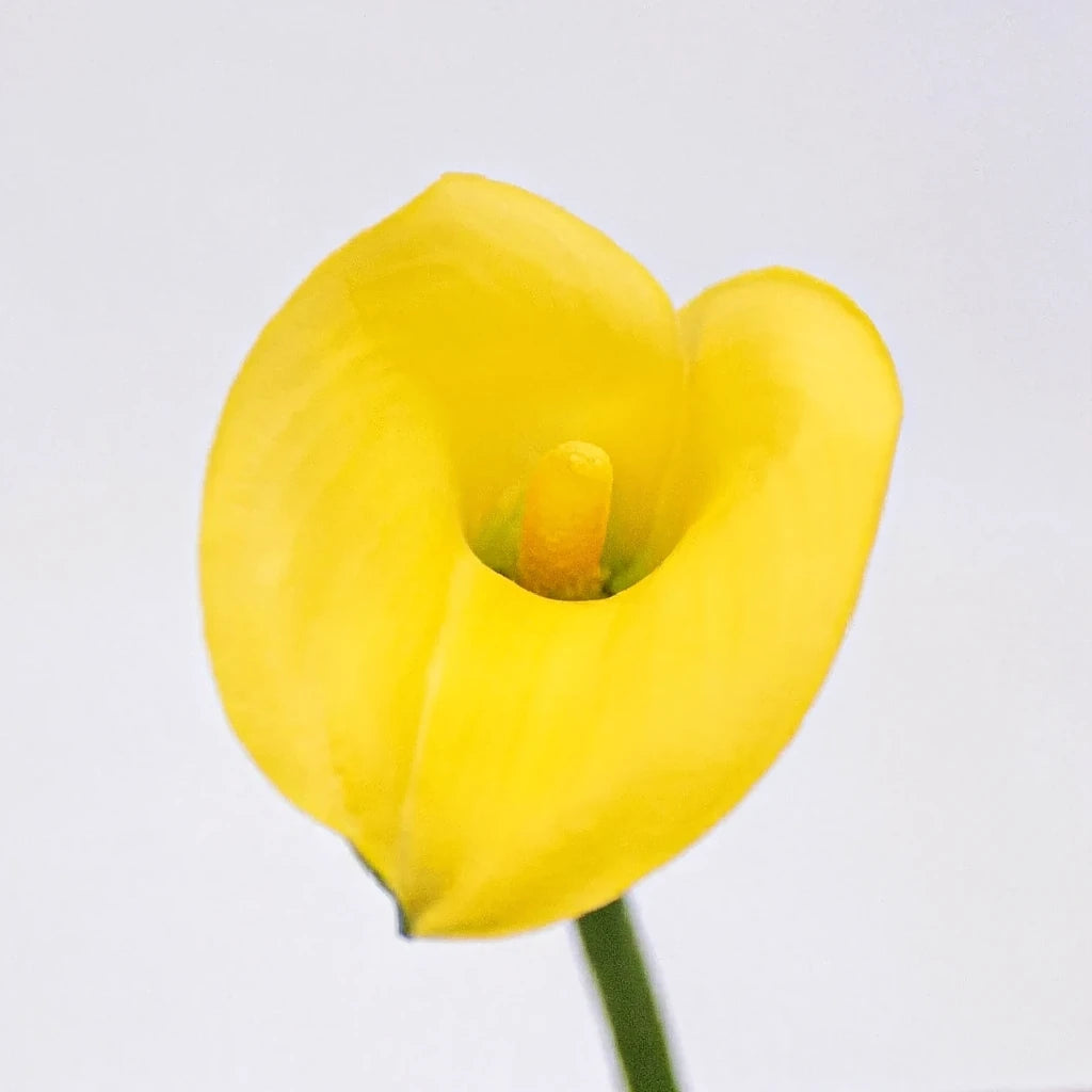Yellow Calla Lily Mini - main
