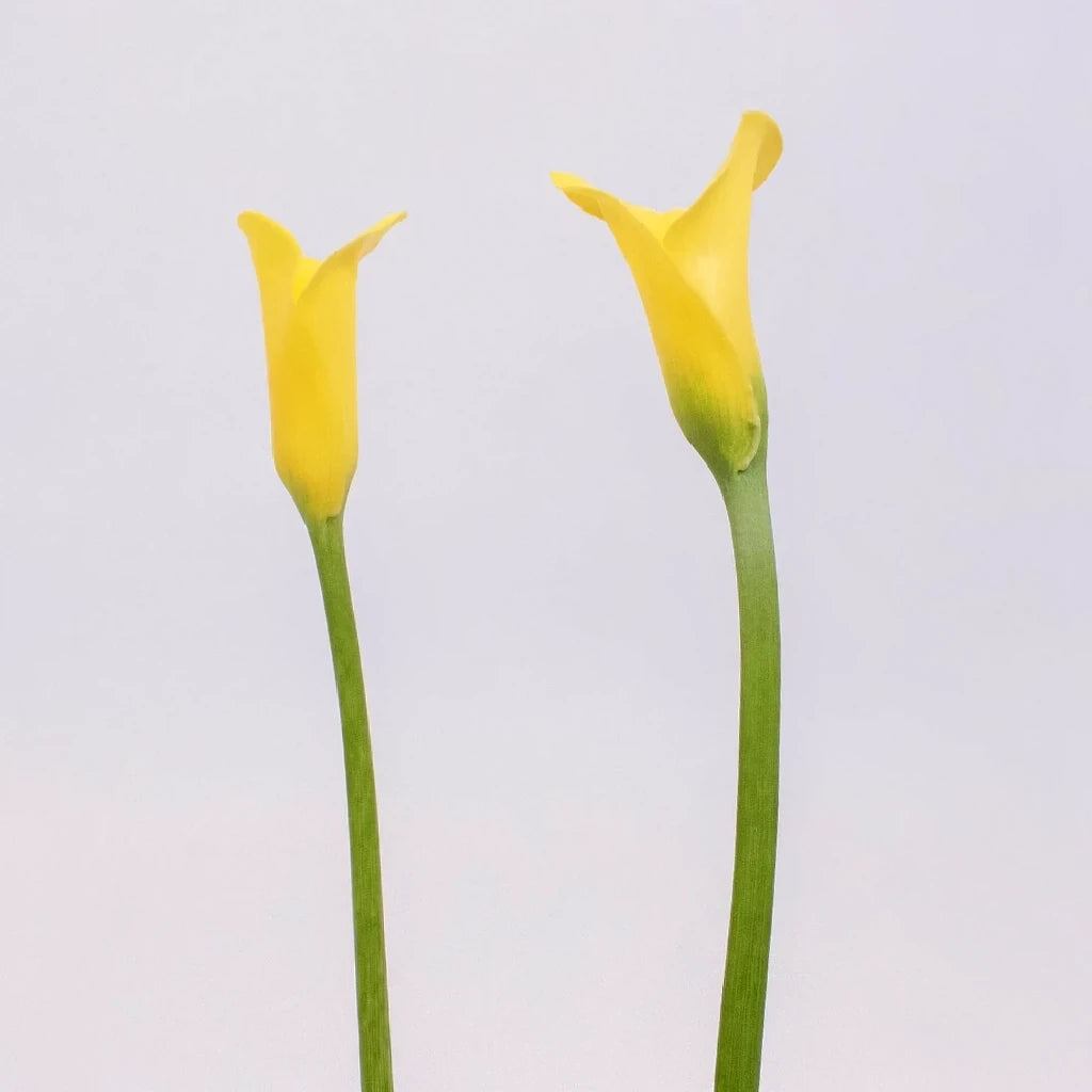 Golden Crown Calla Lily Mini - alternative 2