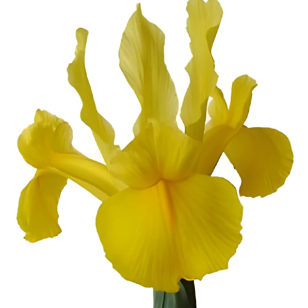 Yellow Iris - main