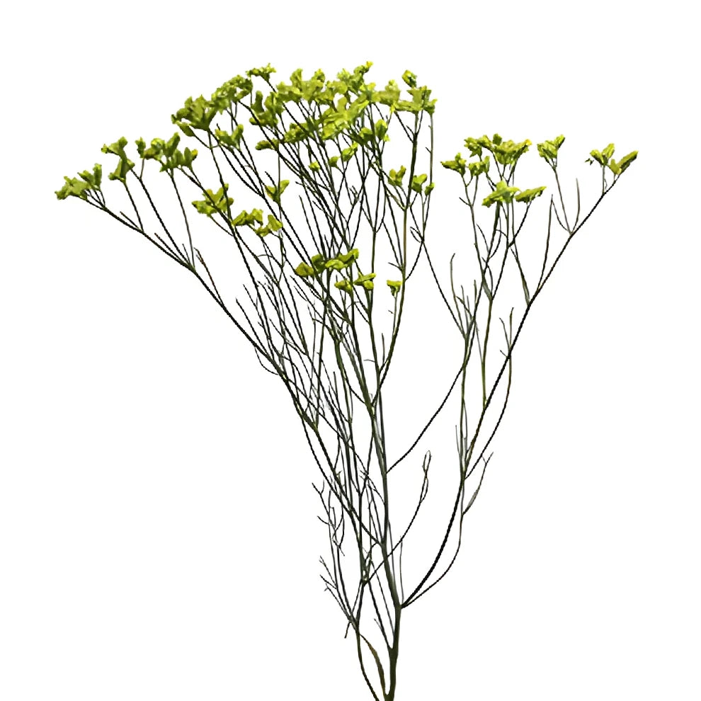 Yellow Limonium - alternative 2