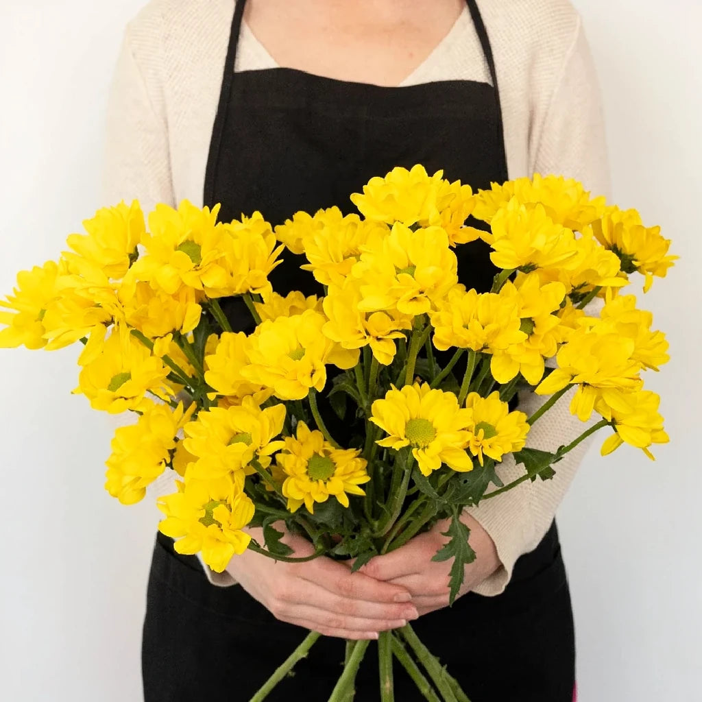 Yellow Pom Novelty - alternative 2